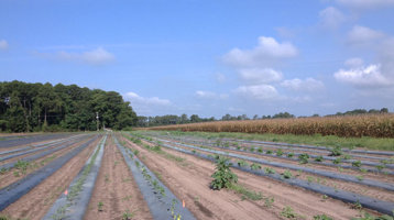Henry-Farm Beaufort County Rural and Critical