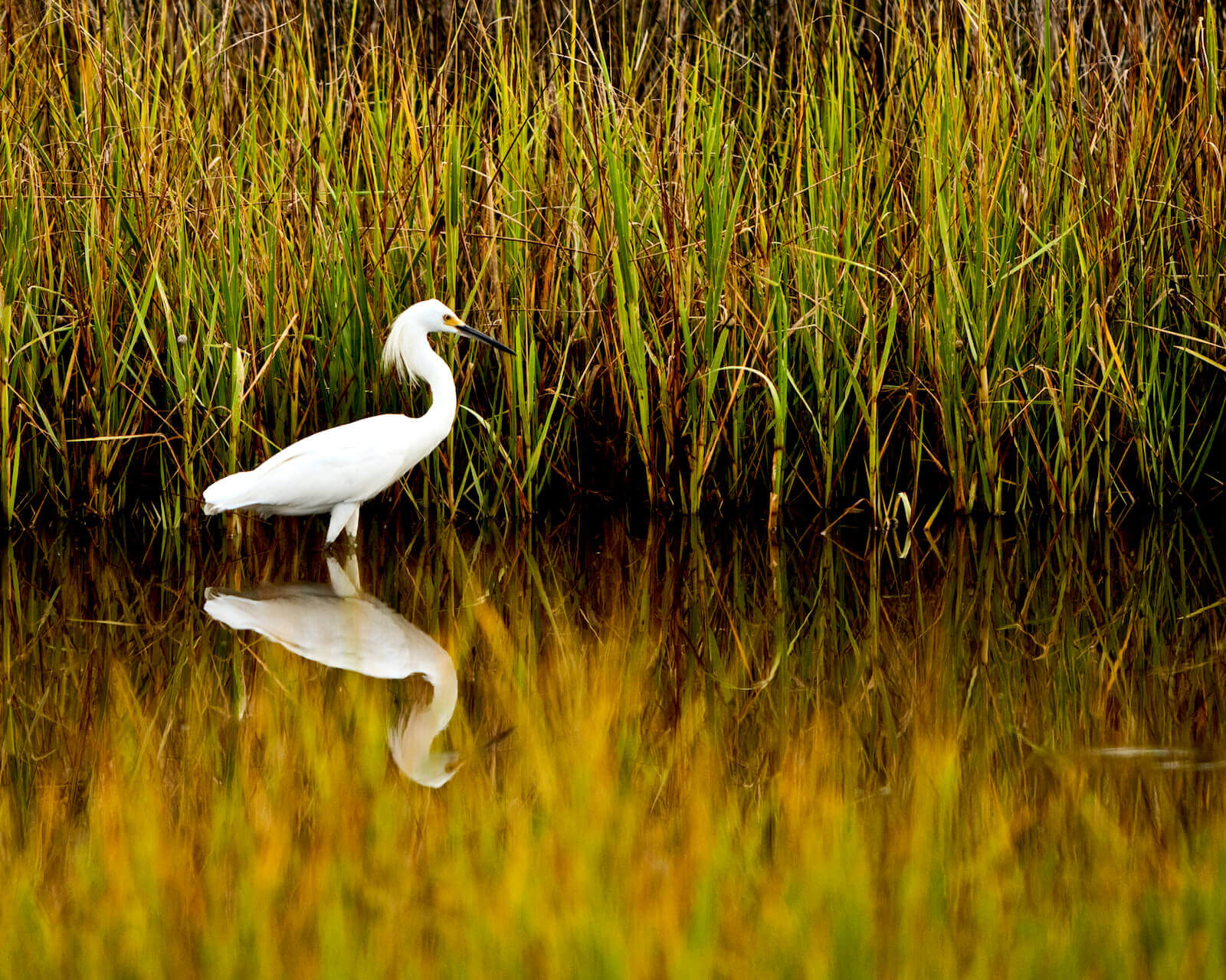 snowy-egret-hunting-at-bermuda-bluff-by-scott-quarforth-1600